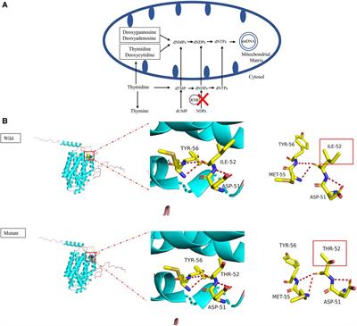 Case Report: A novel RRM2B variant in a Chinese infant with mitochondrial DNA depletion syndrome and collective analyses of RRM2B variants for disease etiology